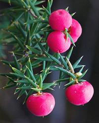 Prickly Heath Berries on Branch