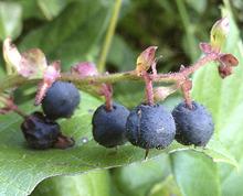 Salal Berries on Branch
