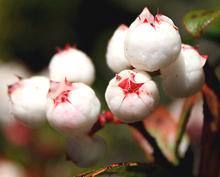 Snowberries on Branch