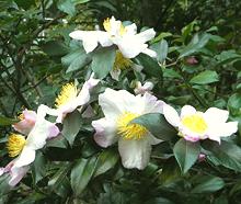 Tea Shrub Flowers