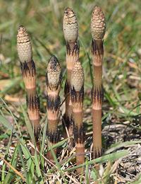 Young Fertile Horsetail Shoots