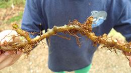 Licorice Fern Rhizome