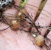 Sword Fern Tubers