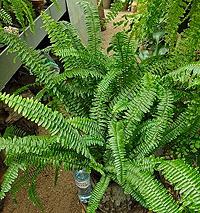 Sword Fern Plant