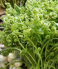 Young Vegetable Fern Shoots