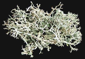 Reindeer Moss Lichens