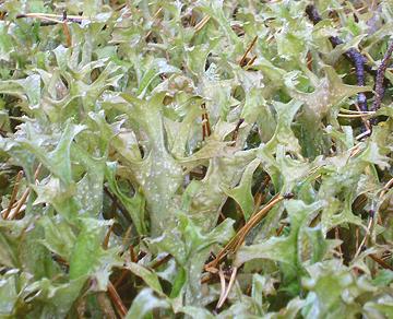 Live Iceland Moss Lichens