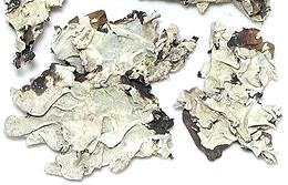 Dried Dagad Phool Lichens