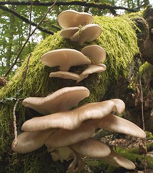 Oyster Mushrooms in the Wild