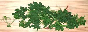 Bitter Melon Leaf Tendrils