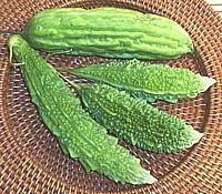 Indian Bitter Gourds