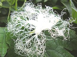 Gourd Flower