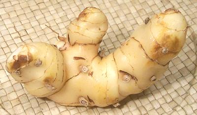 Galangal Rhizome