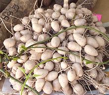 Pile of Laren Tubers