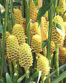 Fancy Ginger Flowers