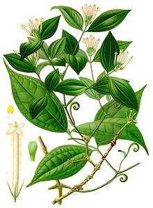 Curare Plant Illustration