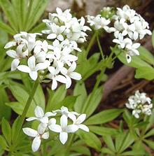 Flowering Plant