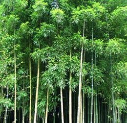 Bamboo Forrest