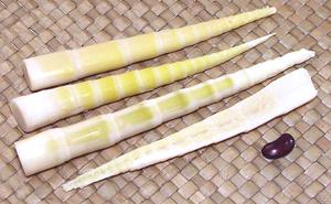 Thin Bamboo Shoots