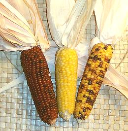 Cobs of Multicolored Corn