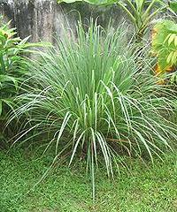 Live Lemon Grass Plant