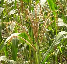 Live NERICA Rice Plants