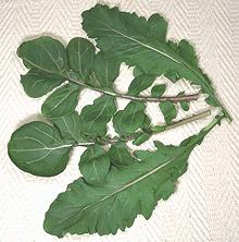 Arugula Stems and Leaves