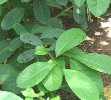 Live Yerba Mate Plant