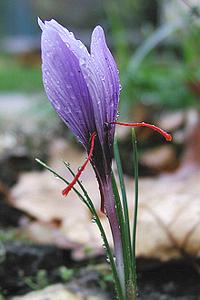 Live Saffron Crocus Flower