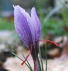 Saffron Crocus Flower