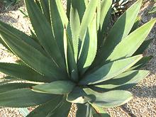 Live Hohokam Agave Plant