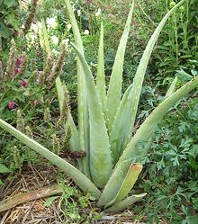 Growing Aloe Vera Plant