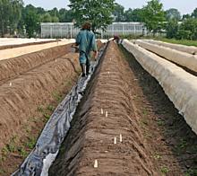 Field Growing White Aspargus