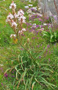 Flowering Asphodel Plant