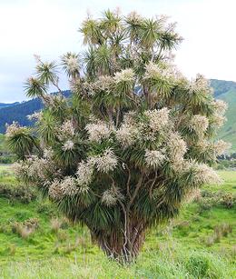 Tree in Bloom