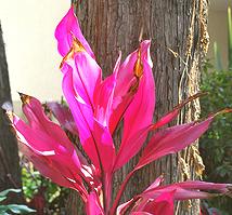 Pink Cabbage Tree Plant