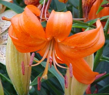 Lanzohou Lily Flower