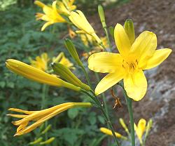 Flowering Plants