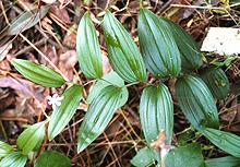 Flowering Scrambing Lily Plant