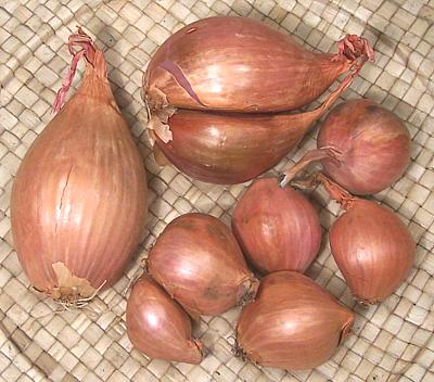 French Echalion Shallots