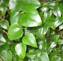 Flowering Plant