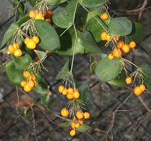 Wombat Berry Plant with Berries