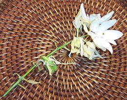 Flowering Stem