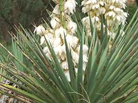 Flowering Yucca Plant