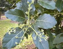 Avocado Leaves