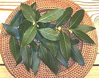 Bay Laurel Leaves