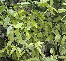 Mexican Bay Leaves on Tree
