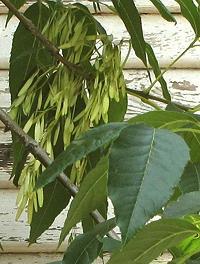 Leves and Seeds of Ash Tree