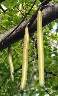 Candle Fruit on Tree