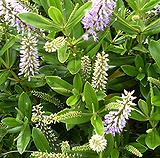 Flowering Plantain Plant